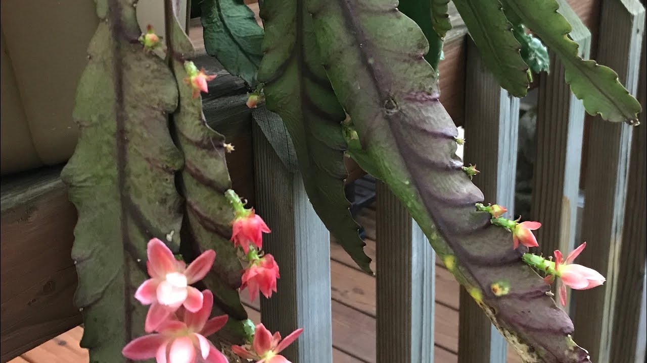 HOW TO TAKE CARE OF SICK EPIPHYLLUM OR ORCHID CACTUS .