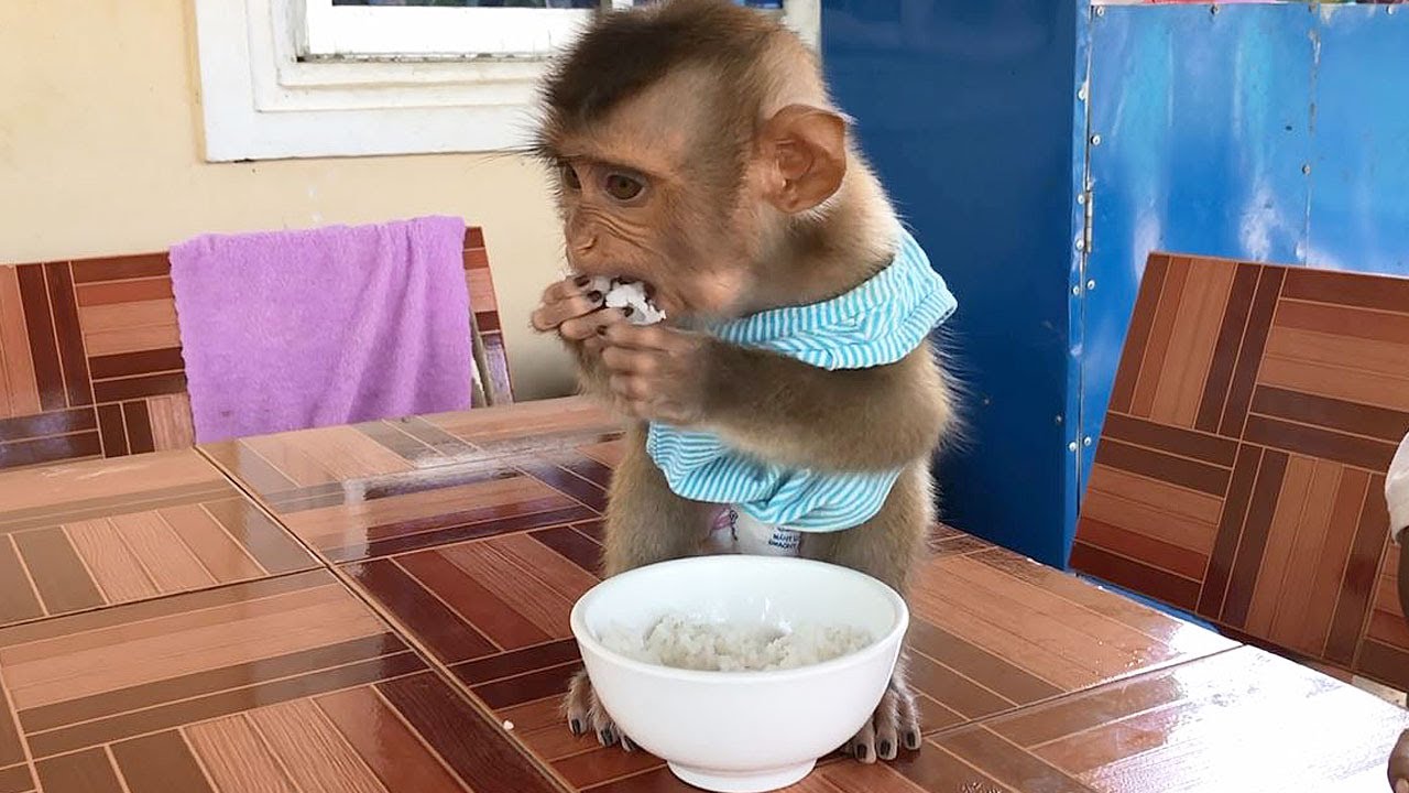 Little Jason Mannerly Eating Rice From The Bowl | Jason Starving After Bathed