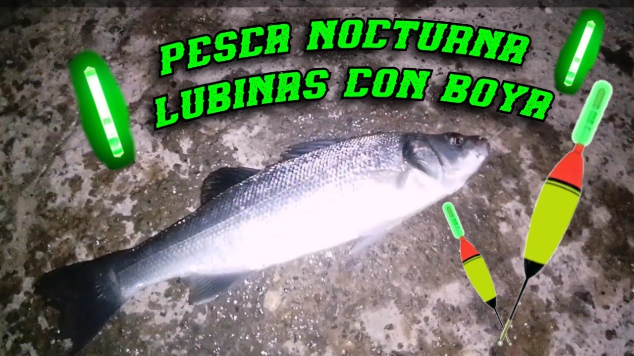 pesca nocturna de la lubina con boya, pesca a corcho