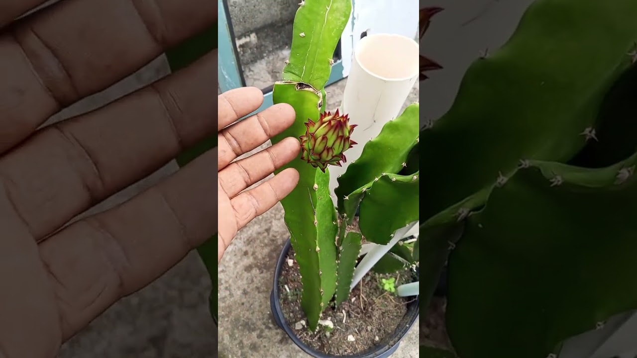 Progreso de mis esquejes de Pitahaya de la variedad jindu 1 y tesoro @PitahayaYFrutalesRD 