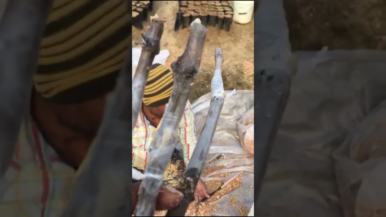 طرق تطعيم شتلات العنب من البداية الى النهاية