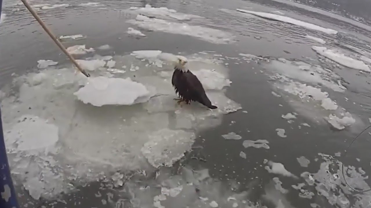 NYPD officers save bald eagle from icy waters