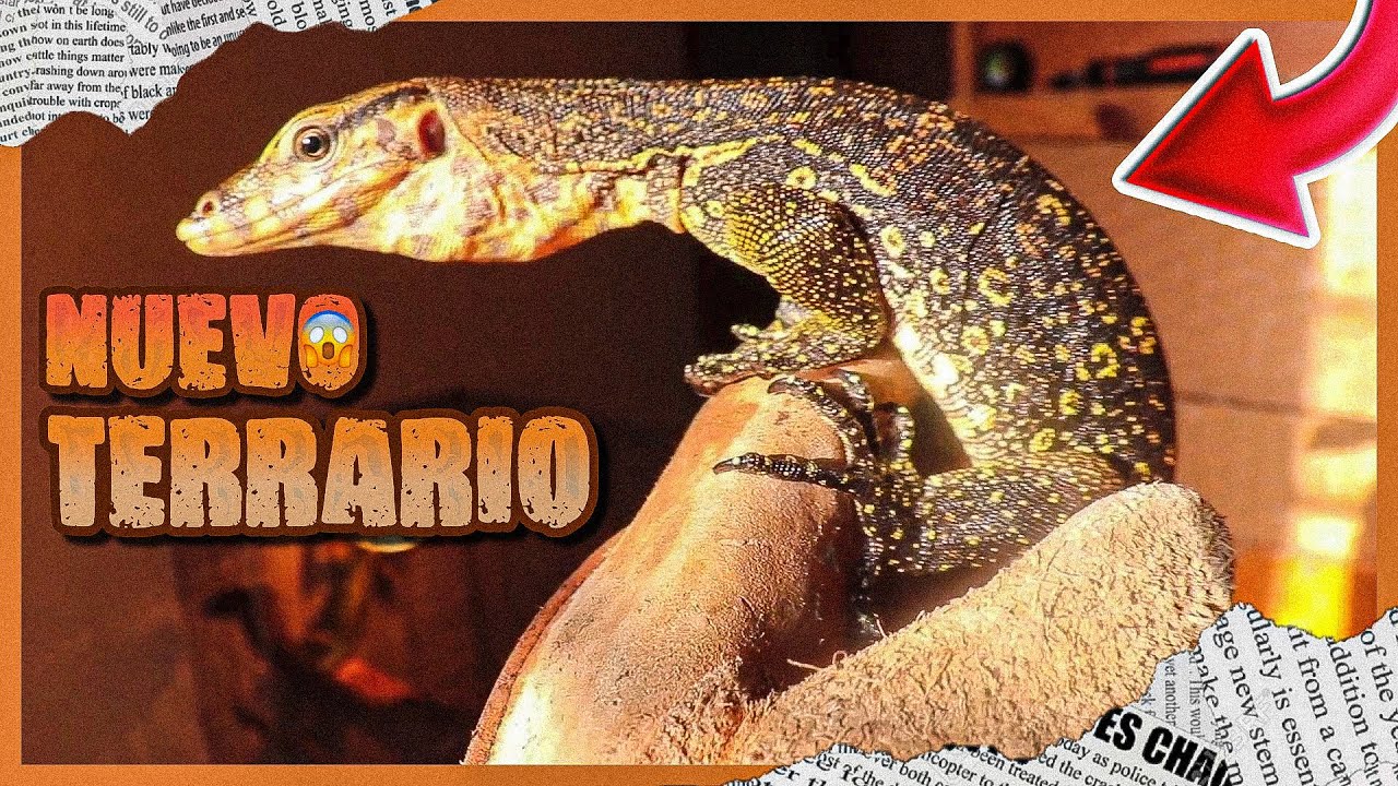Varano Het Black En Nuevo Terrario
