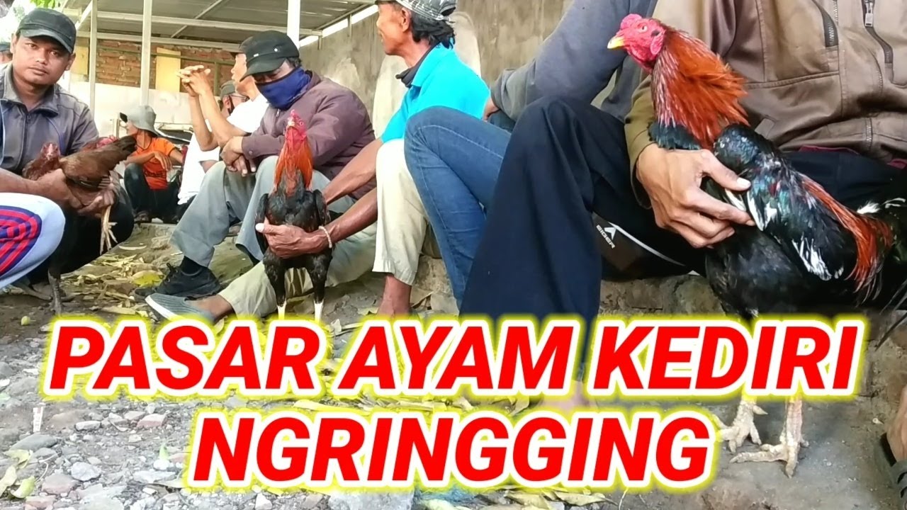 PASAR AYAM KEDIRI NGRINGGING