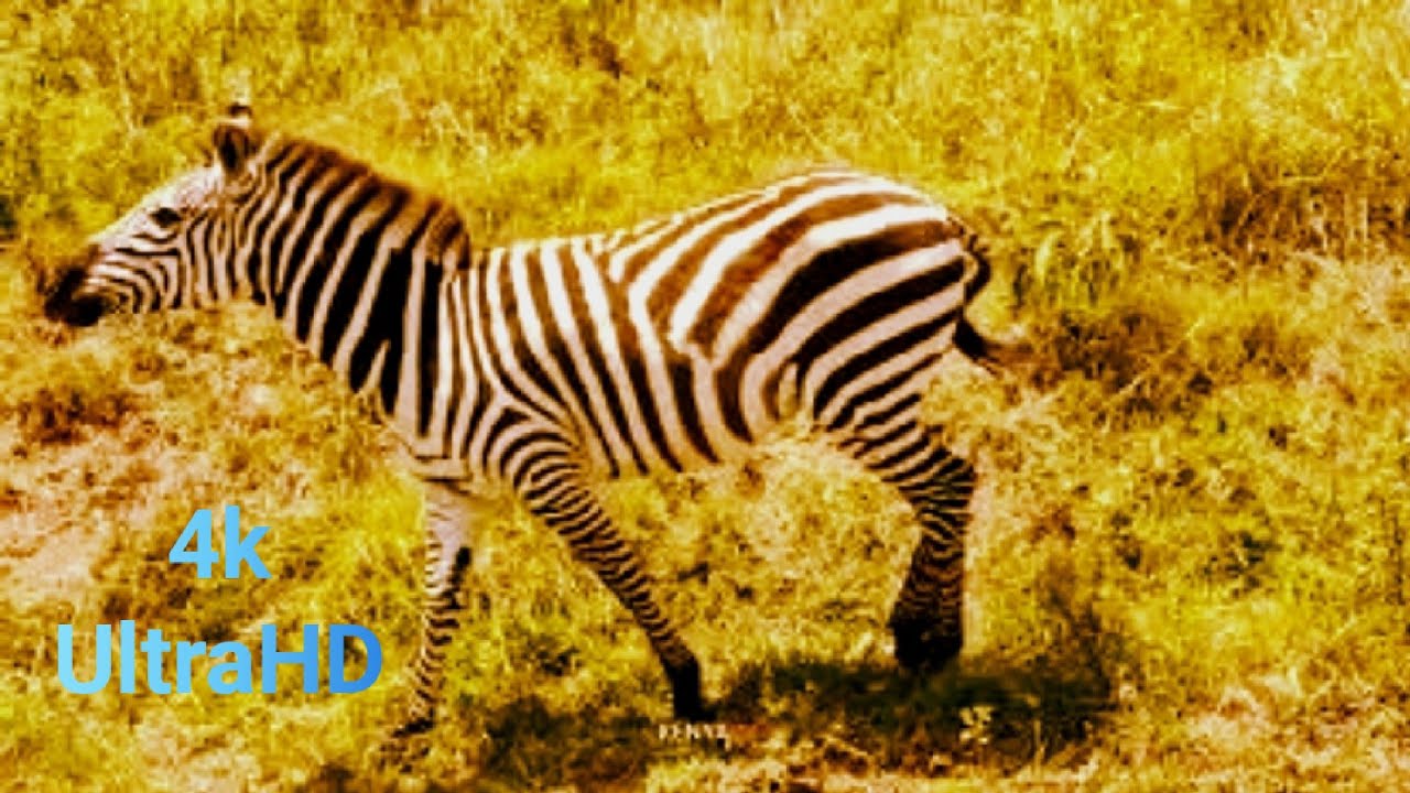 4K VIDEO (UTRAHD) AFRICAN WILDLIFE FASCINATING BEAUTY