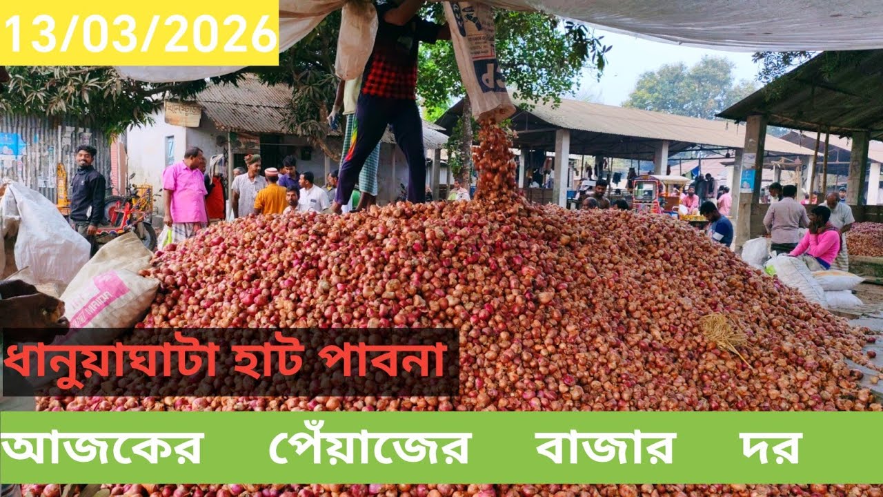 13 March 2026 আজকের পেঁয়াজের বাজার দর। ধানুয়া ঘাটা হাট পাবনা। Onion market price rate today 