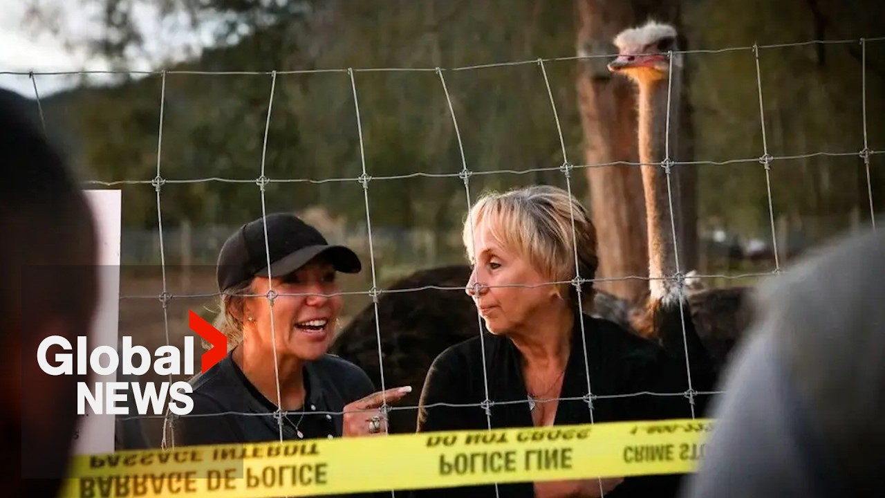 Tensions high at BC ostrich farm as protesters face off with RCMP over mass cull