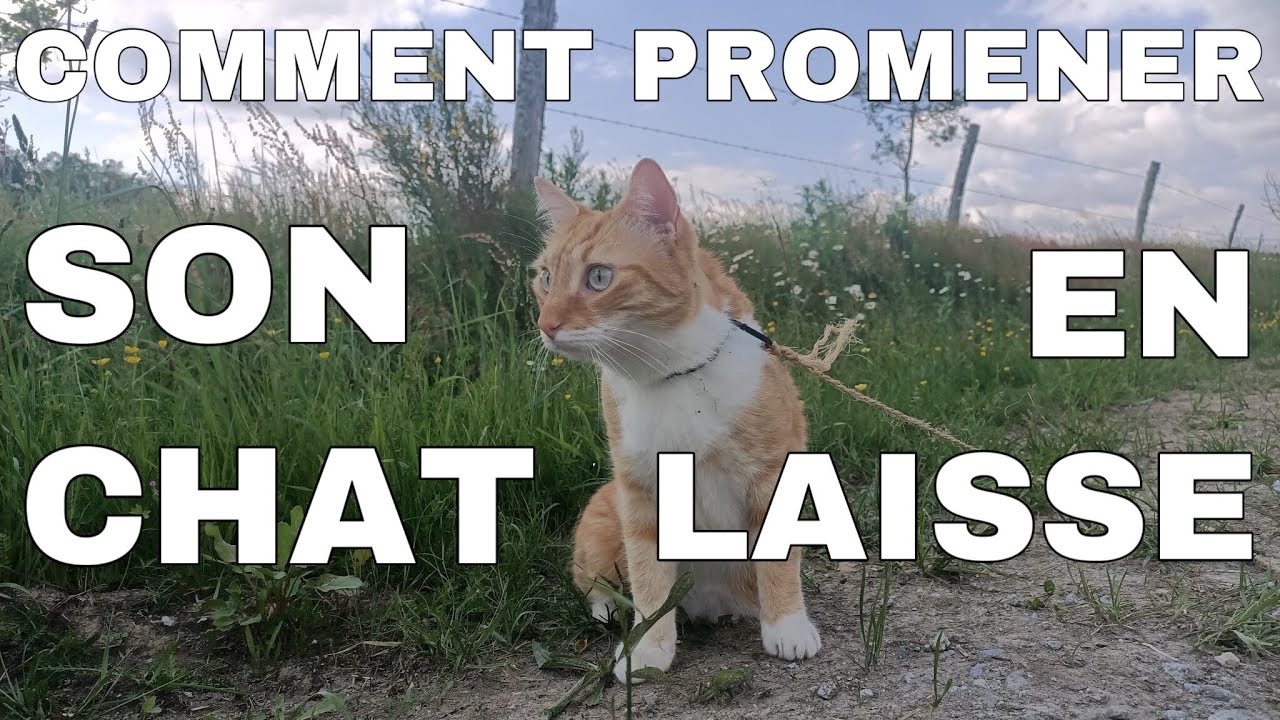 Trois étapes claires pour promener son chat en laisse