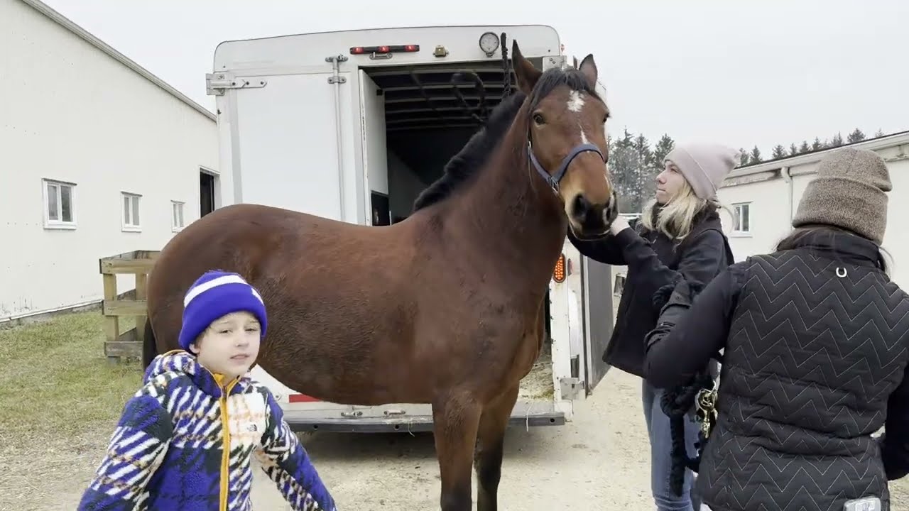 Our First Horse (Denali) - Fall 2023