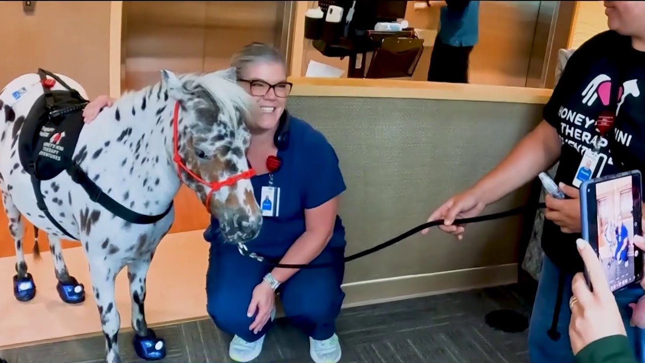 Nonprofit brings mini therapy horses to schools, hospitals and nursing homes