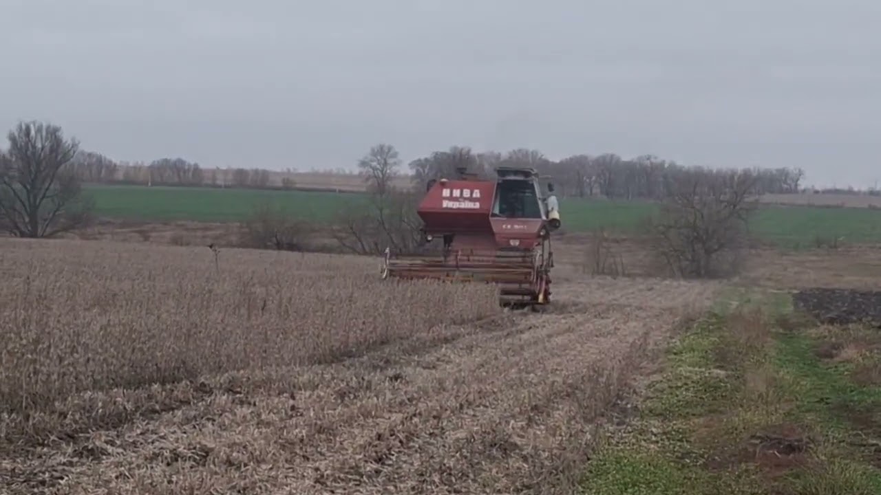 Жнива сої. Посіяної на 35 міжряддя