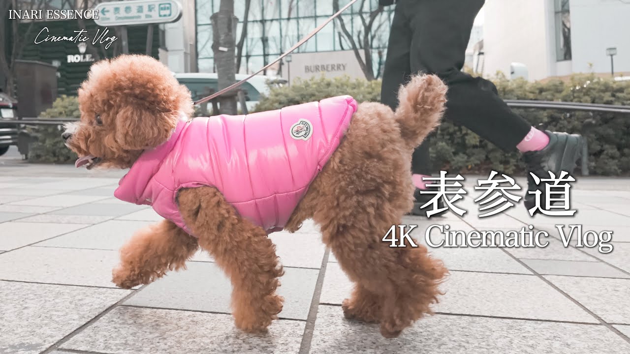 南青山 愛犬とおしゃれスポット巡り｜30代 独身男性 × トイプードル いなり【4K Cinematic Vlog】