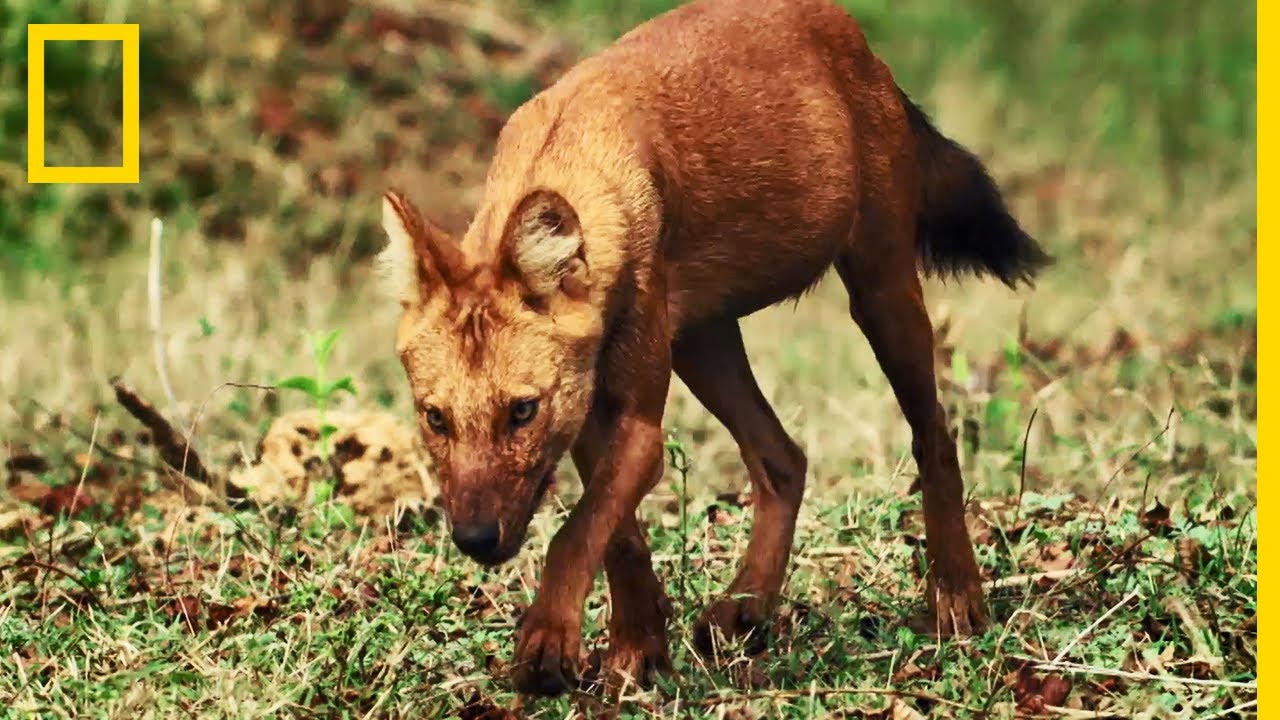 Le dhole, prédateur redouté des tigres et des panthères