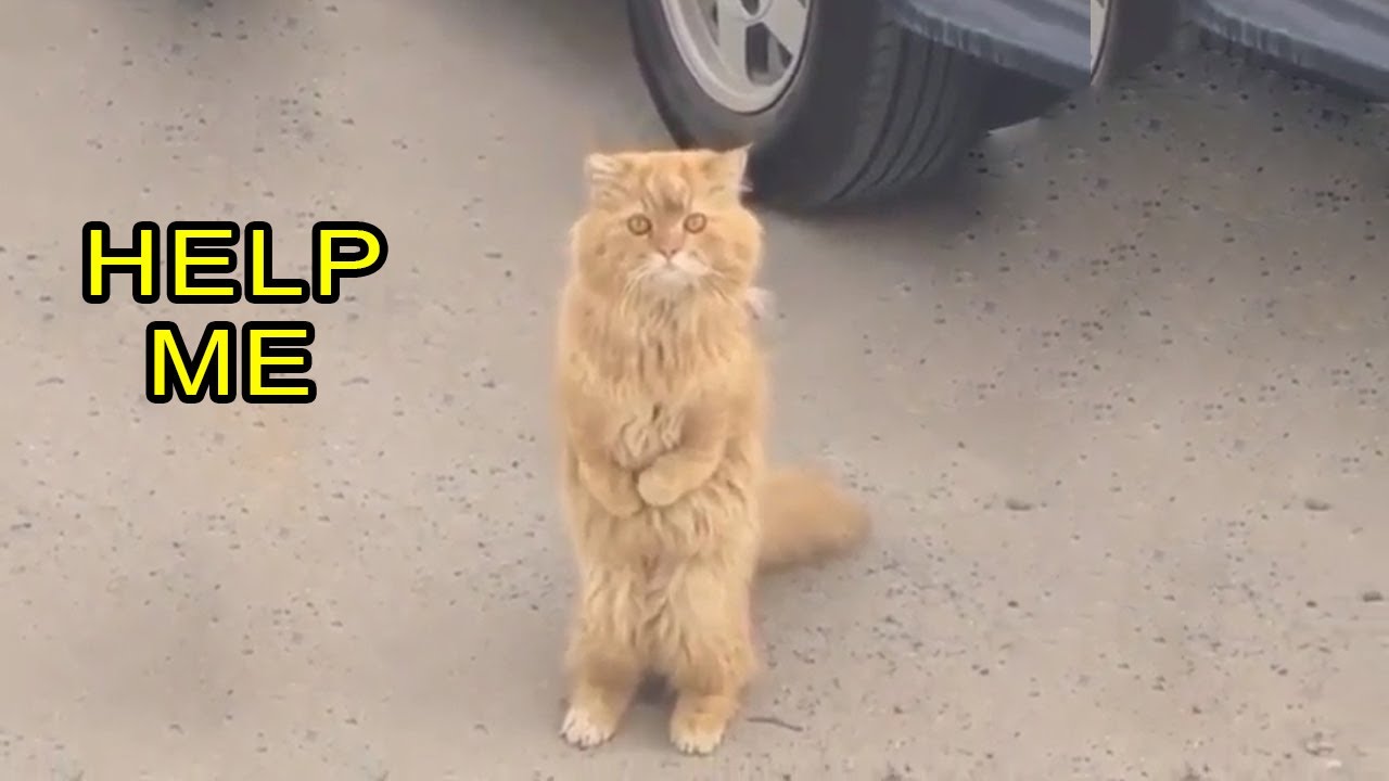 Beautiful Cat Was Disabled, Begging For Help From Passersby