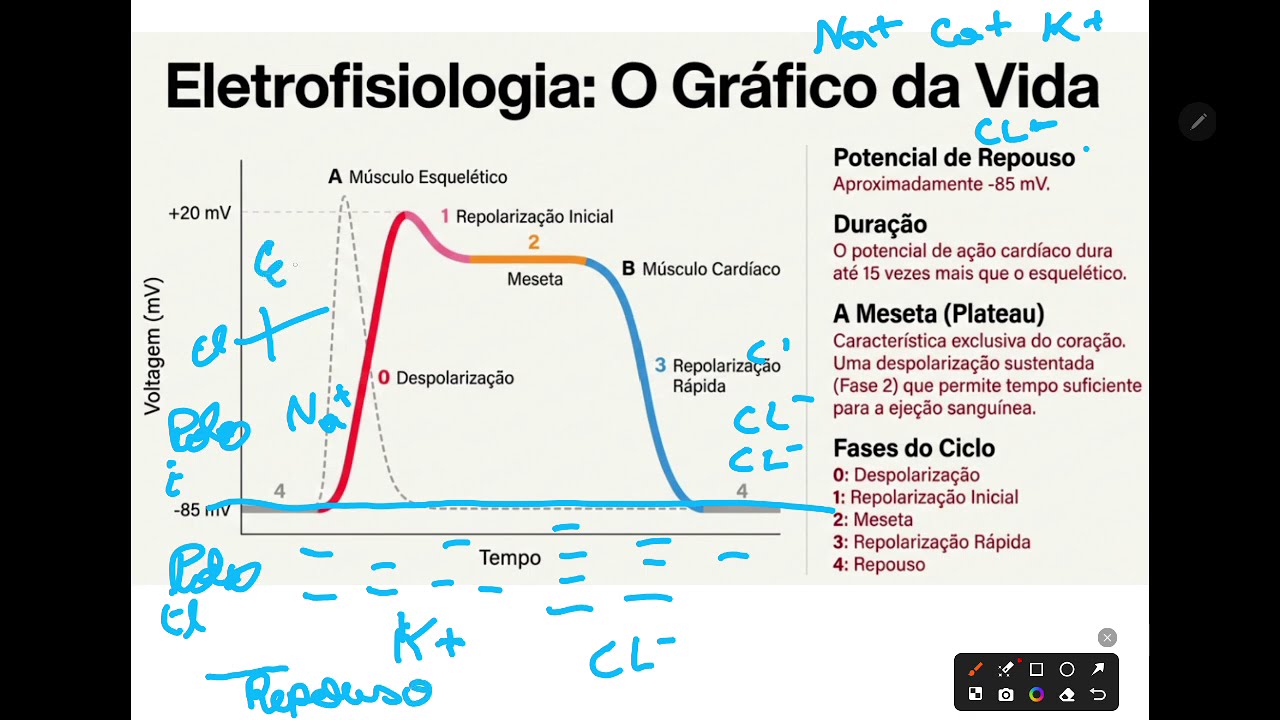 Contrações cardíacas fisiologia 