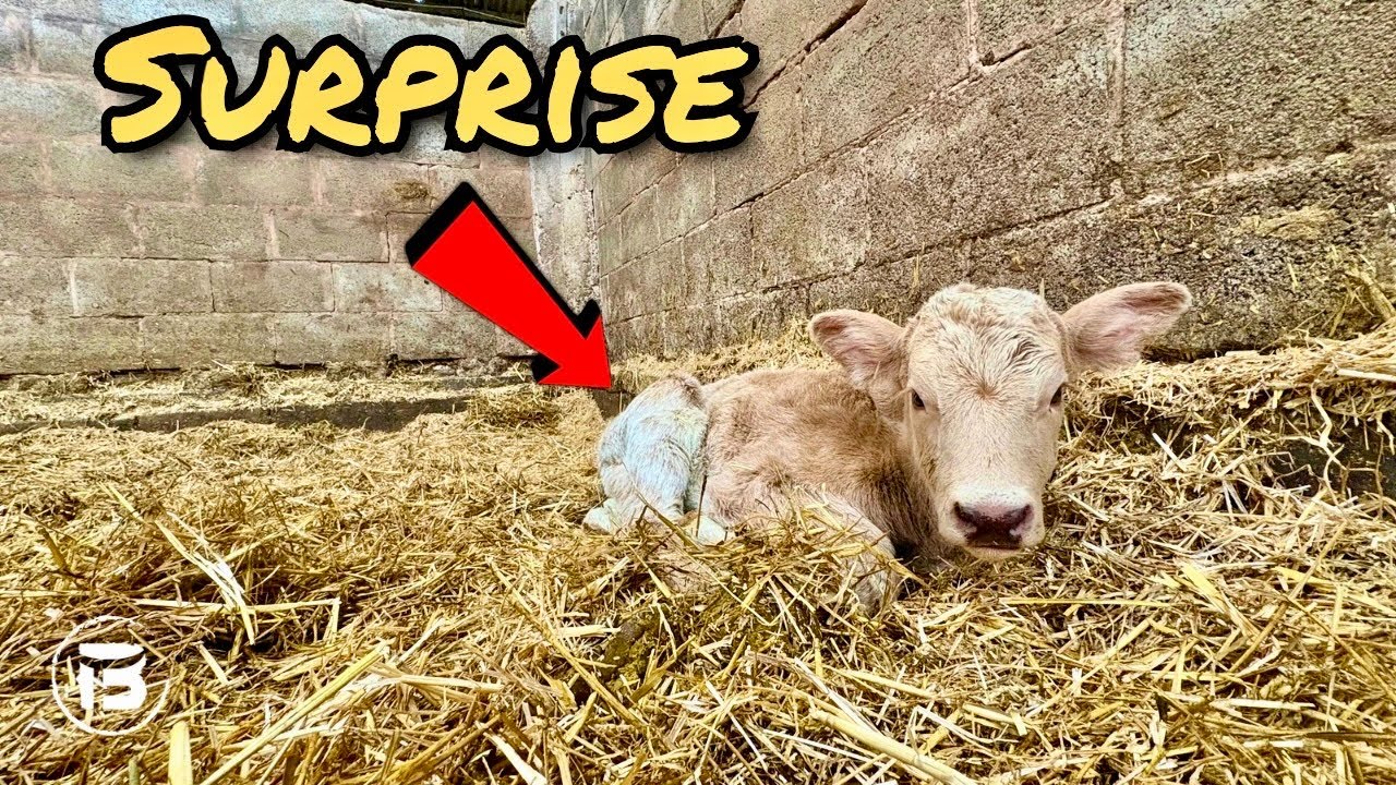 Calving Starts Early and We Are NOT Ready | Everything is Going Wrong!