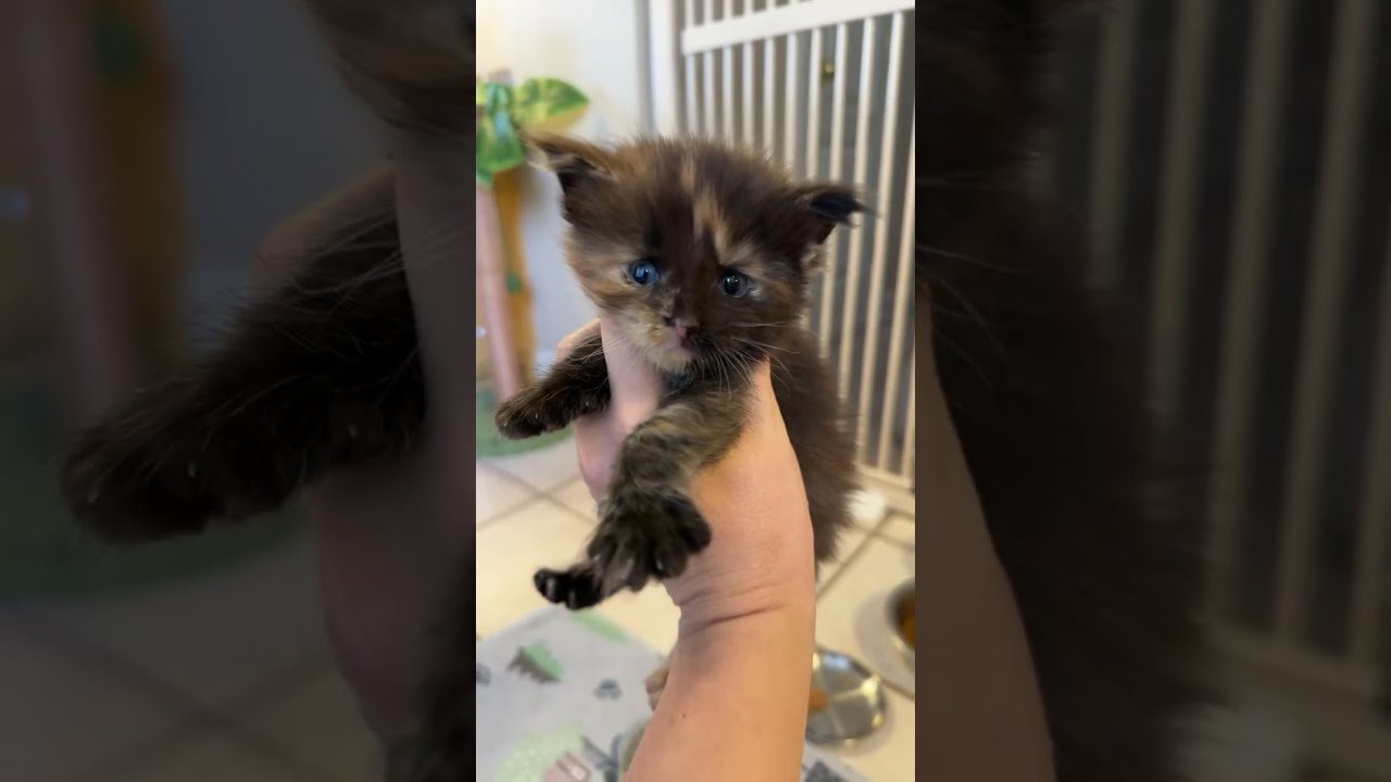 4 Week Old Maine Coon Kittens Growing, eating their first wet food breakfast and Playing Live
