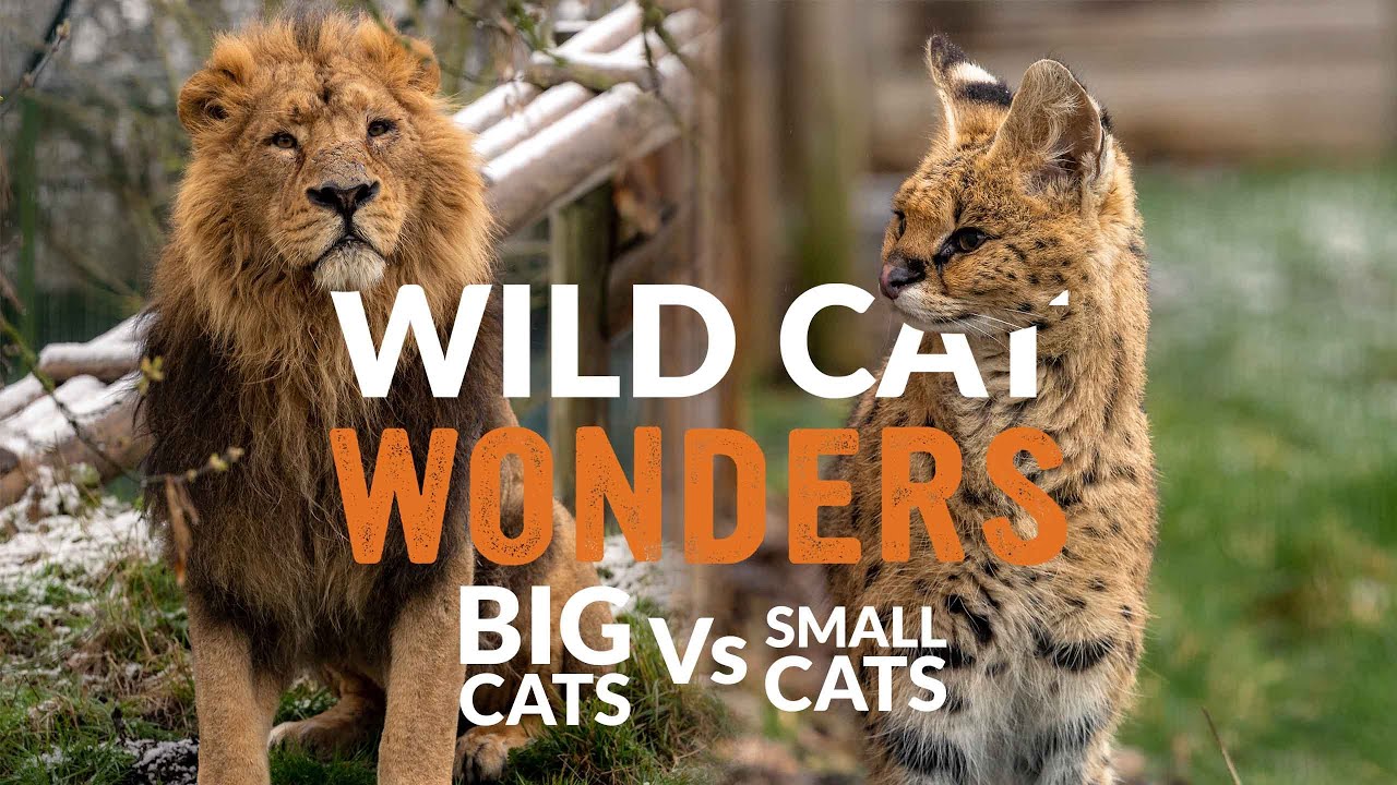 BIG vs SMALL Cats | Wild Cat Wonders | Episode 1