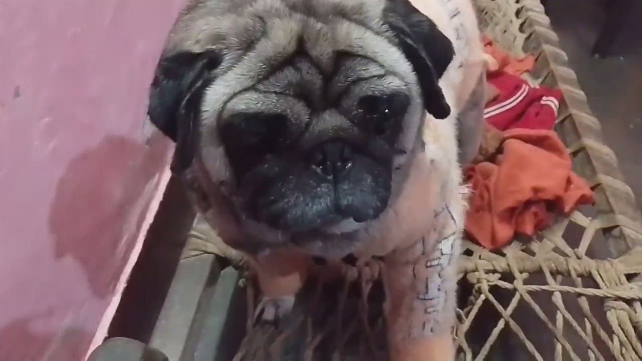 #funny #pug #mypug #puglife #pets #cute 