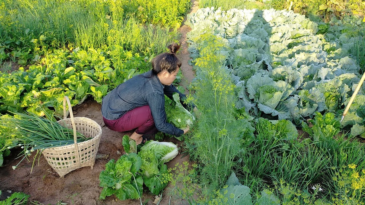 สวนผักยามเช้าที่ดูกี่ครั้งก็ยังมีความสุข(Good Morning Vegetable Garden.)