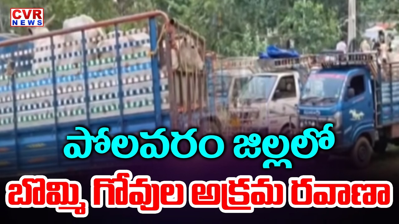 Illegal Cattle Transport In Polavaram District | CVR News