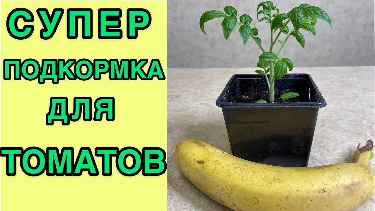 ОДНА ШКУРКА ОТ БАНАНА И РАССАДА ТОМАТОВ РАСТЕТ В 2 РАЗА БЫСТРЕЙ