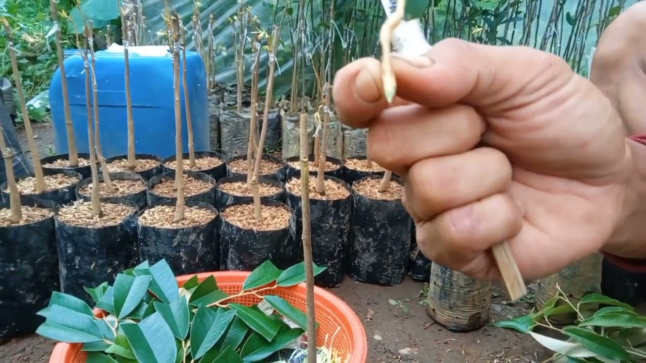 Cara mudah okulasi bibit Durian