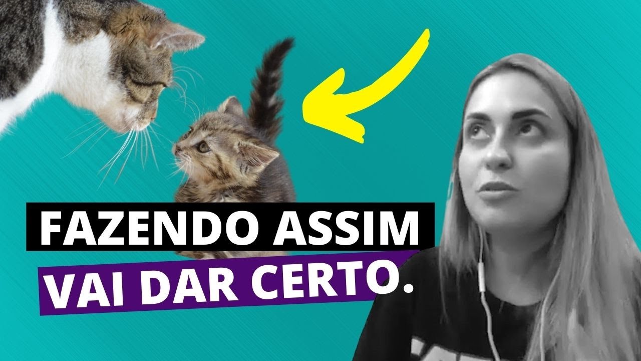 INTRODUÇÃO DE GATOS | PASSO A PASSO COMPLETO