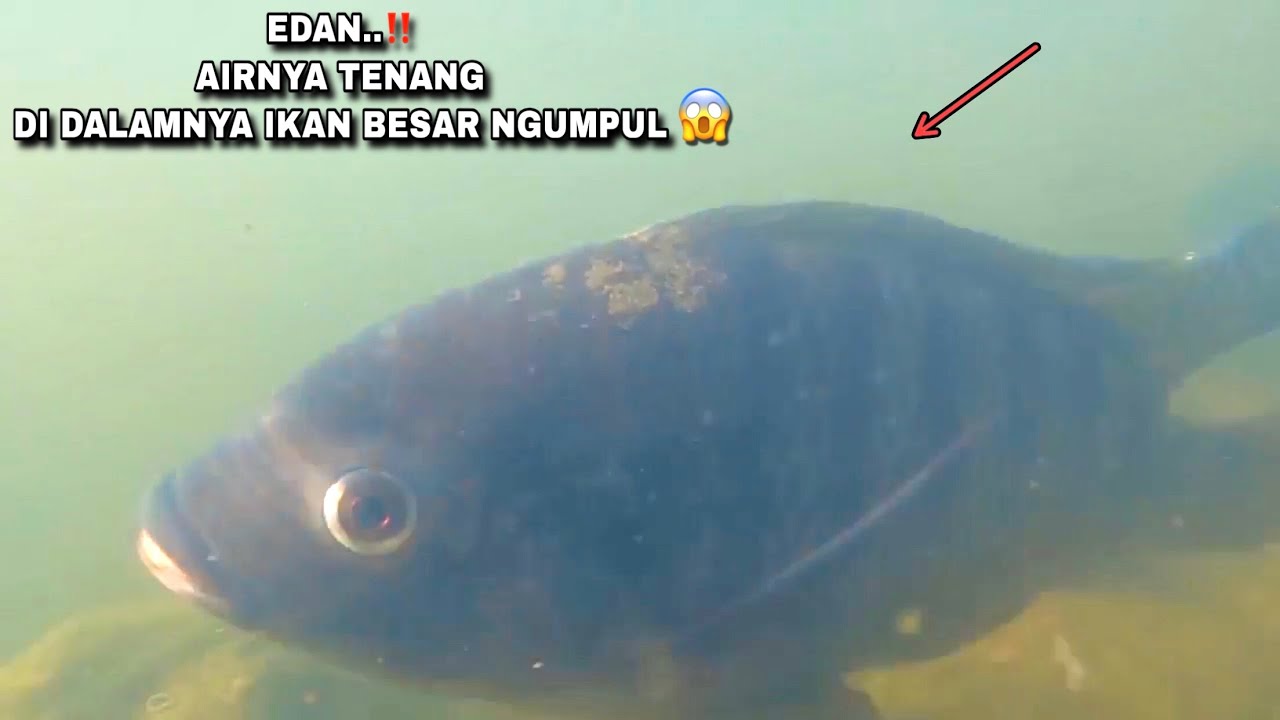 Siapa sangka Airnya tenang tapi isinya di luar dugaan mancing ikan nila