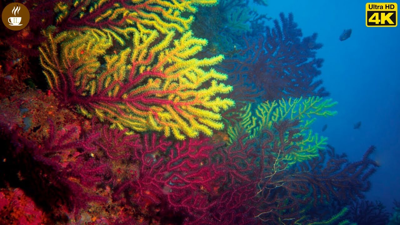 Beautiful Coral Reef Pictures UltraHD