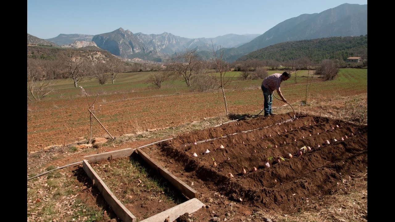 La ceba de Nargó
