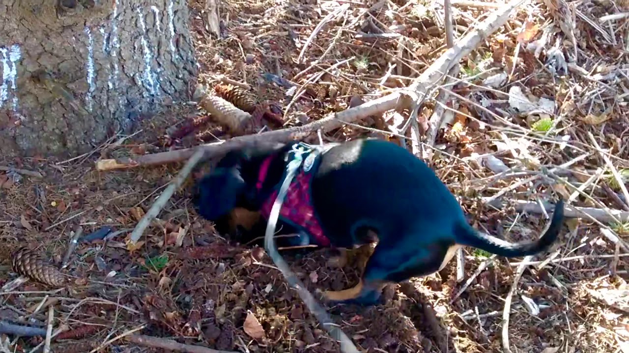 Dachshund hunts for badgers.