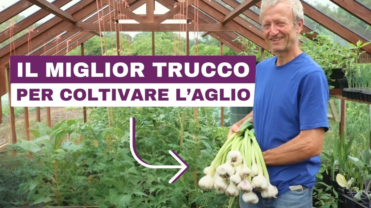 Coltiva Aglio Come Un Pro: Senza Scavo, Collo Duro o Morbido, e Consigli per il Raccolto!