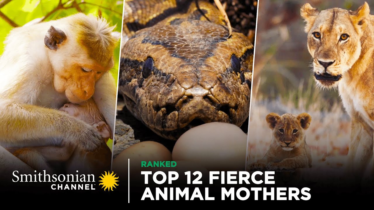 Top 12 Fierce Animal Mothers ❤️‍🔥 Smithsonian Channel