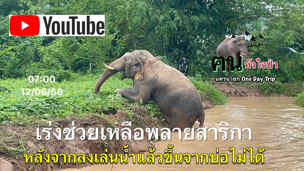 เร่งช่วยเหลือพลายสาริกา หลังจากลงเล่นน้ำแล้วขึ้นจากบ่อไม่ได้ #พลายสาริกา #ช้างป่านครนายก