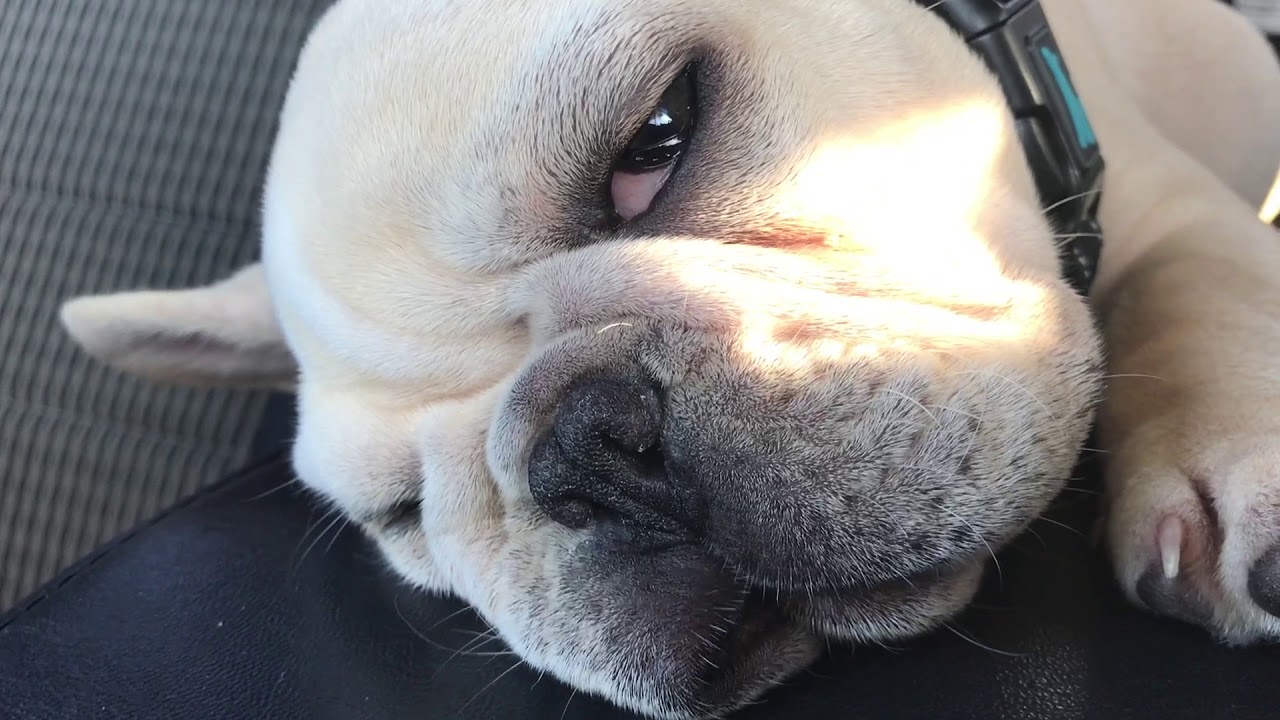 French Bulldog Puppy Dreaming During REM Sleep