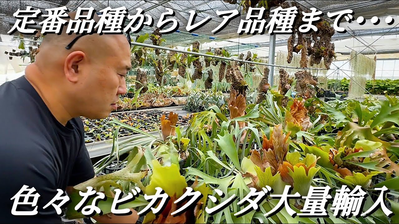 #6 ビカクシダを大量輸入したのでレア品種から定番品種まで一挙ご紹介!!