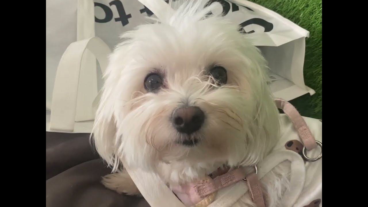 🎼🛍️ Four Fluffy Maltese Take Over Music Shop & Mall | Adorable Dog Day-Out Vlog 🐾✨