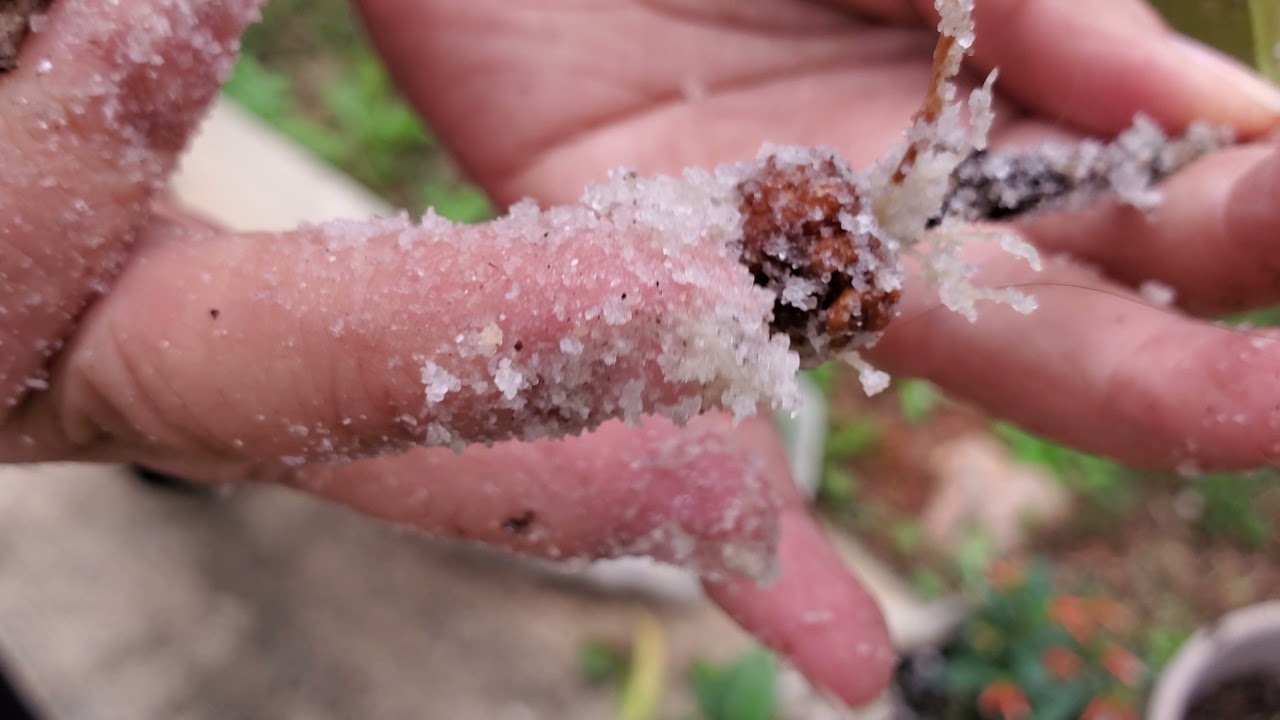 best way to root camillia cuttings!!!