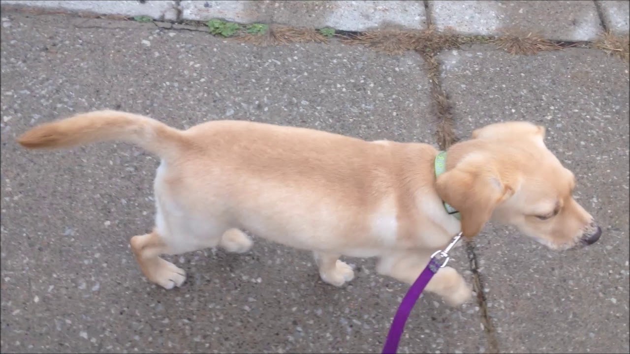 048BroD Bro D's Nice Walk Walks With Bro D Episode 3