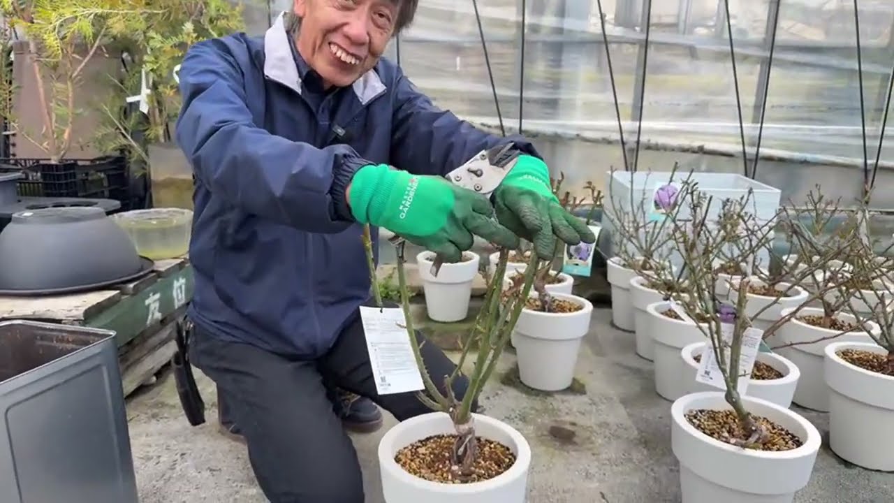 薔薇の剪定と販売について