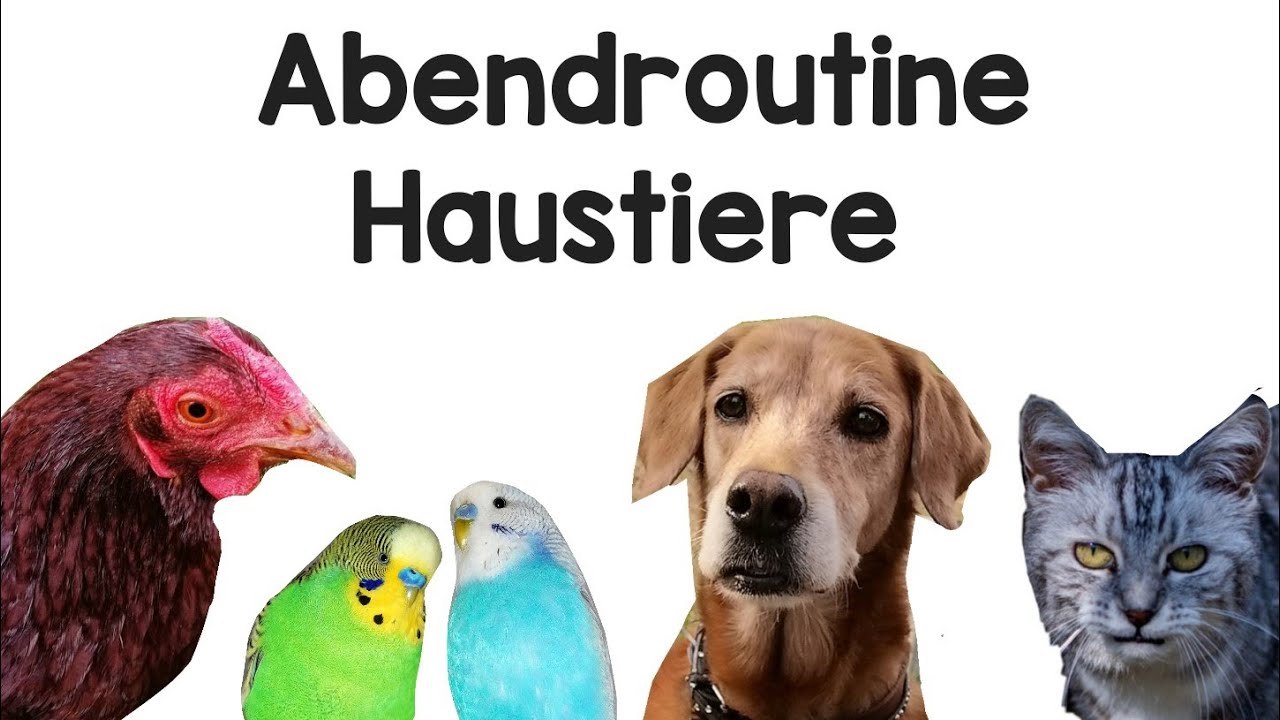 Abendroutine bei den Haustieren