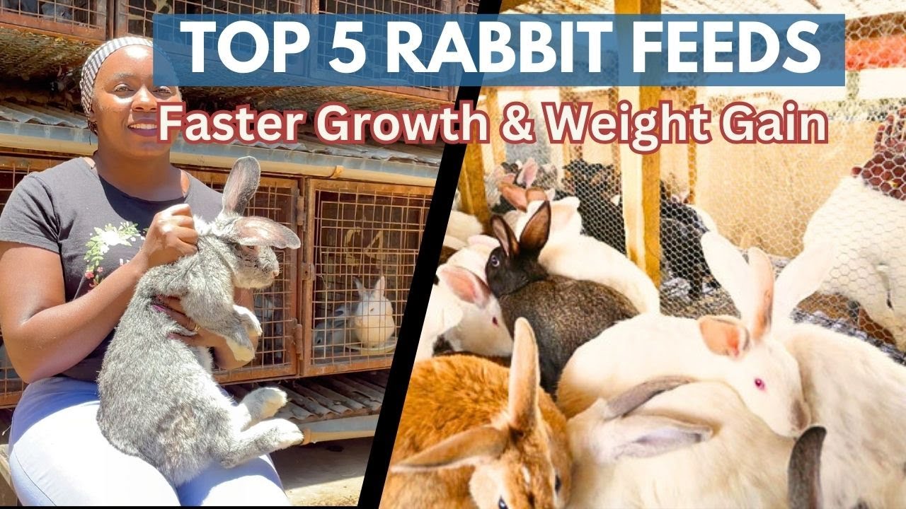 🐇 Top 5 Rabbit Feeds That Make Rabbits Grow Faster & Hit Market Weight Fast
