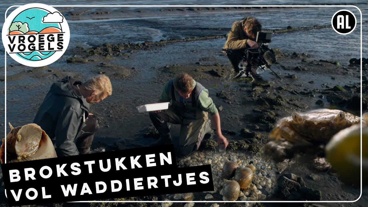 Waddiertjes profiteren van dijkdoorbraak | TV | Vroege Vogels