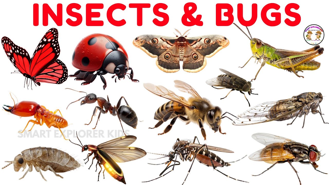 30 названий насекомых на английском языке для детей 🐞 | Раннее обучение STEM | Интересные факты д...