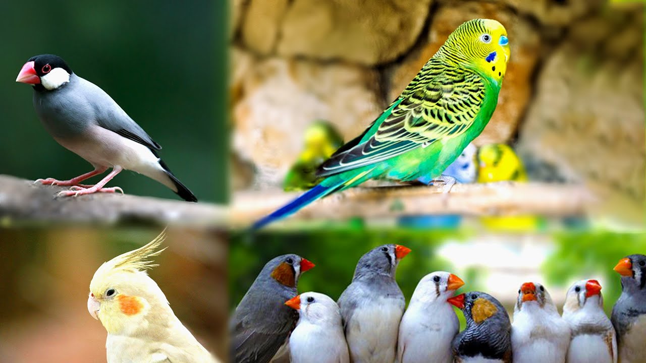 All Birds For sale in Chennai, Kolthur pets Market | செல்ல பறவைகள் வாங்க 🐦🐕 🐇