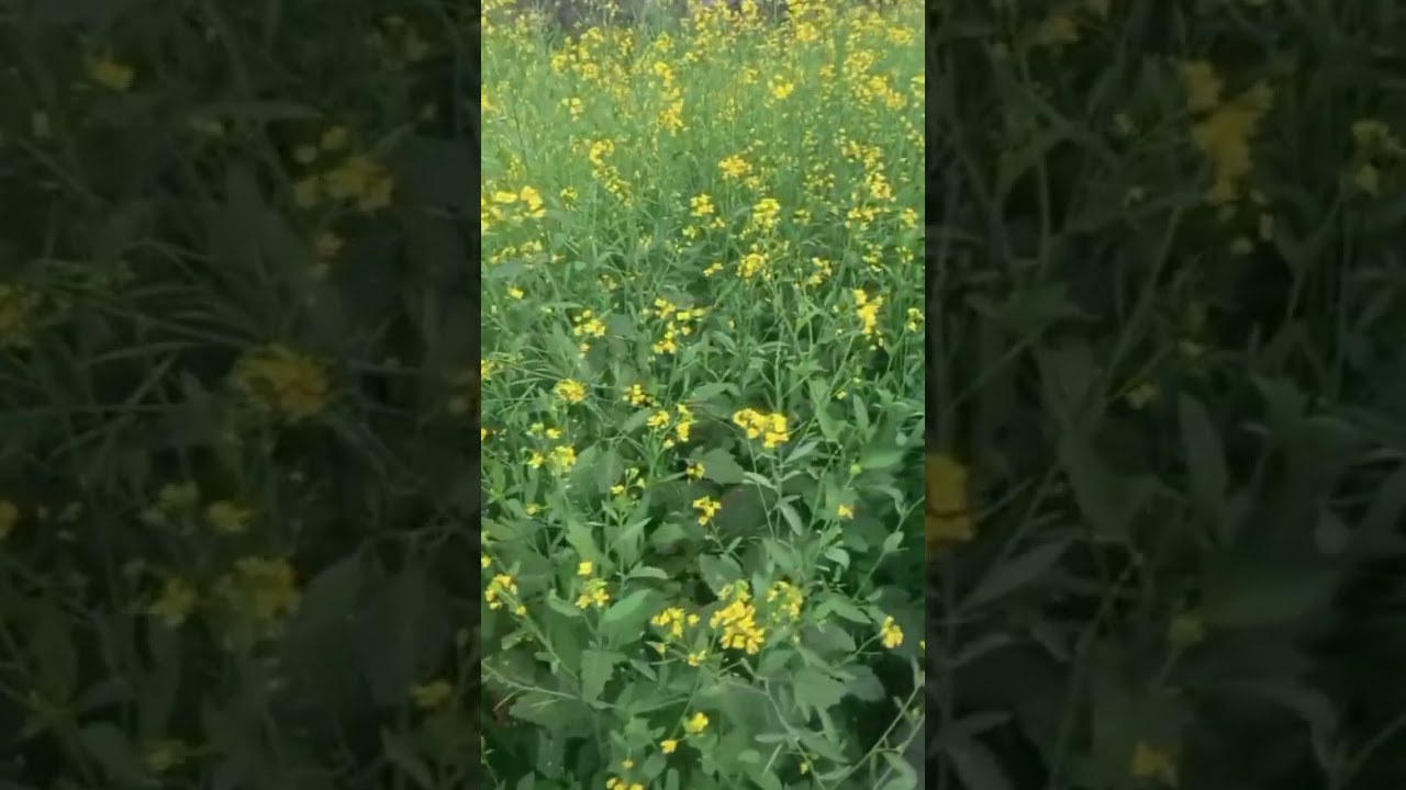 मेरे गांव का नजर🤗🤗 #minivlog 