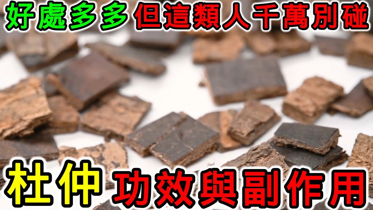 杜仲的功效和副作用，什麼人不能服用杜仲？杜仲多久喝一次？杜仲可以和什麼一起煮？杜仲補腰湯可以每天喝嗎？杜仲有什麼好處？杜仲茶什麼時候喝？