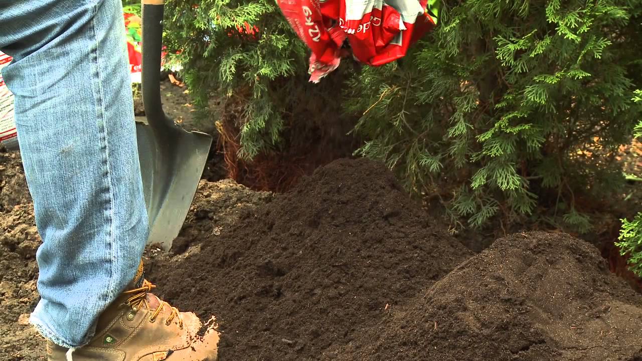 Planting A Cedar Hedge