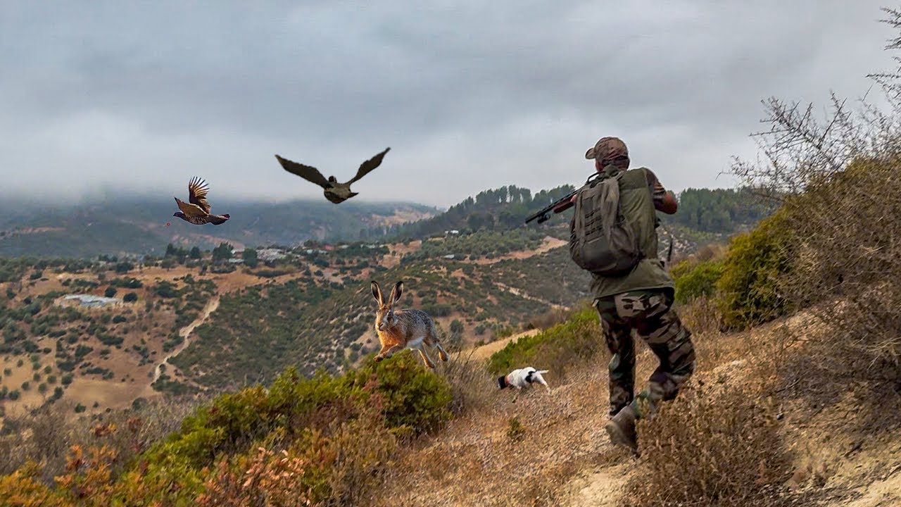 Ouverture de Chasse aux perdix et li&egrave;vres au Maroc  - partridge hunting  (Saison 2025)